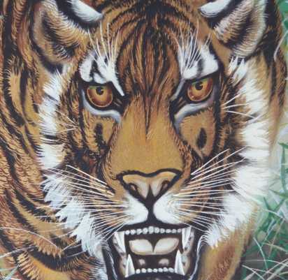 Closeup of tiger face