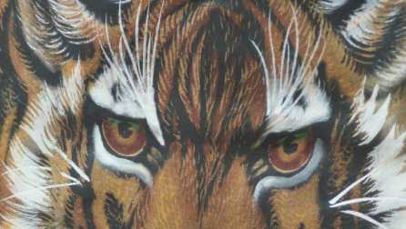 Closeup of tiger eye