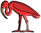 Ibis of Thoth